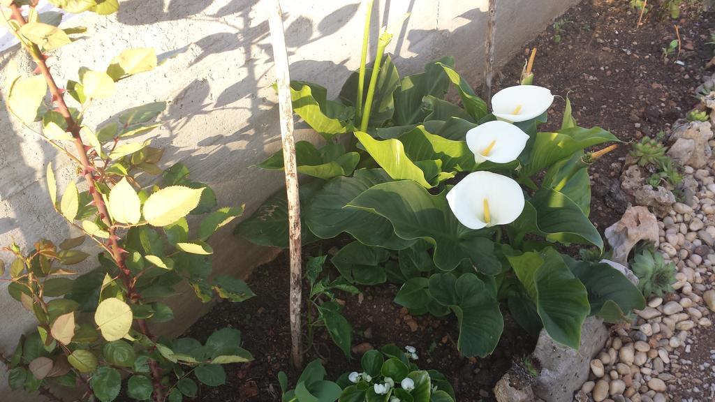 Apartments Vidovic Vodice Bilik gambar